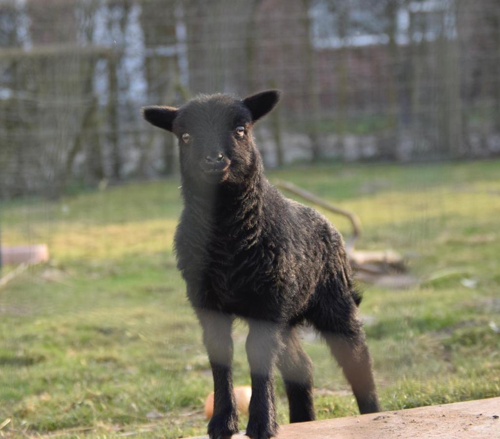 Vakantiewoning Wurfeldermolen Maaseik Kültér fotó